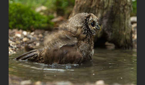 Waldkauz (Strix aluco)