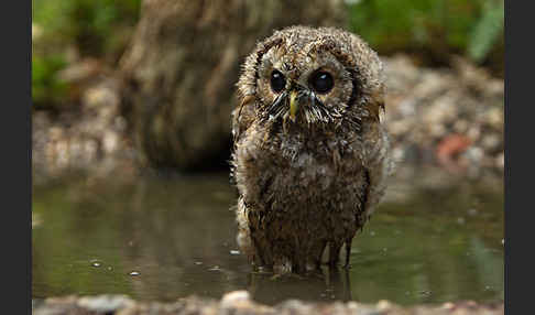 Waldkauz (Strix aluco)