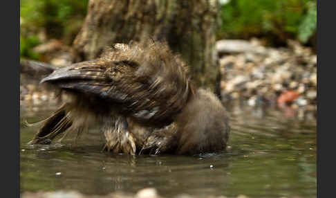 Waldkauz (Strix aluco)