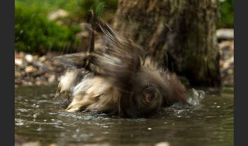 Waldkauz (Strix aluco)