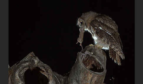 Waldkauz (Strix aluco)