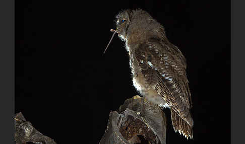 Waldkauz (Strix aluco)