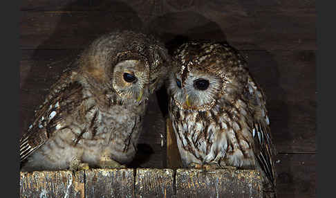 Waldkauz (Strix aluco)