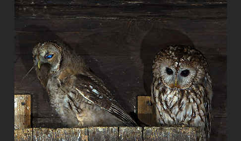 Waldkauz (Strix aluco)