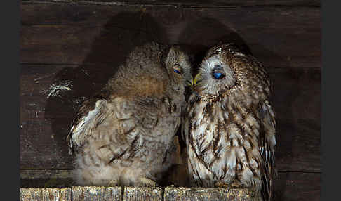 Waldkauz (Strix aluco)