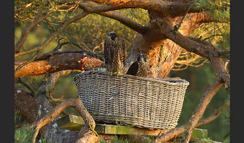 Wanderfalke (Falco peregrinus)