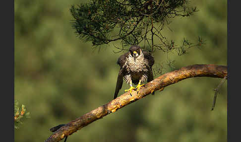 Wanderfalke (Falco peregrinus)