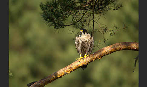 Wanderfalke (Falco peregrinus)