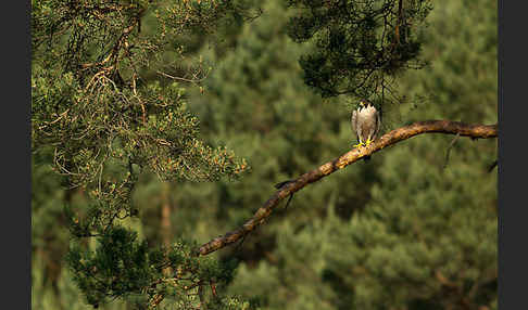 Wanderfalke (Falco peregrinus)