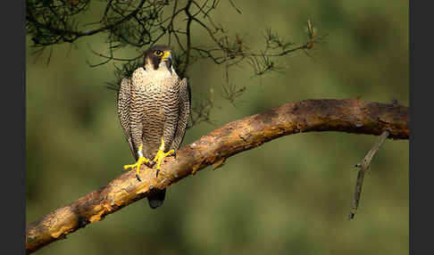 Wanderfalke (Falco peregrinus)