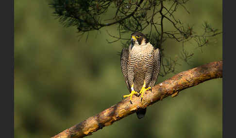 Wanderfalke (Falco peregrinus)