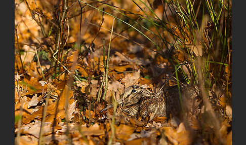 Waldschnepfe (Scolopax rusticola)