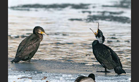 Kormoran (Phalacrocorax carbo)
