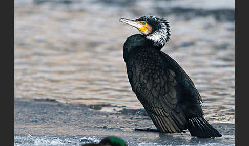 Kormoran (Phalacrocorax carbo)