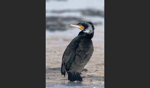 Kormoran (Phalacrocorax carbo)