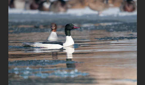 Gänsesäger (Mergus merganser)