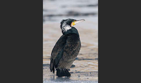 Kormoran (Phalacrocorax carbo)