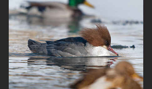 Gänsesäger (Mergus merganser)