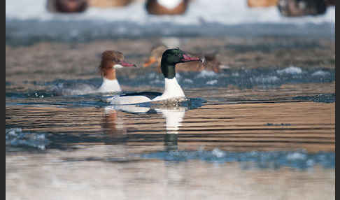 Gänsesäger (Mergus merganser)