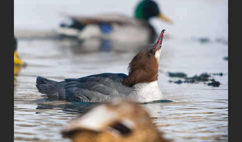 Gänsesäger (Mergus merganser)