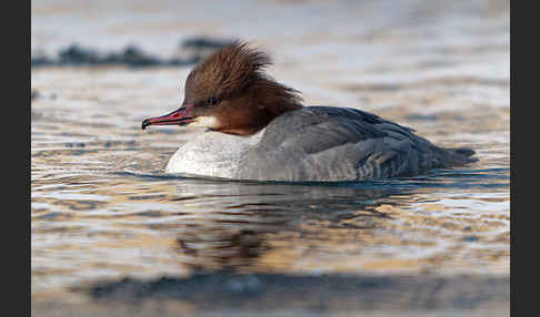 Gänsesäger (Mergus merganser)