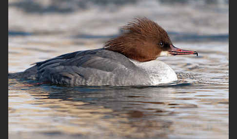 Gänsesäger (Mergus merganser)