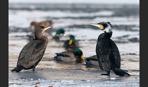 Kormoran (Phalacrocorax carbo)