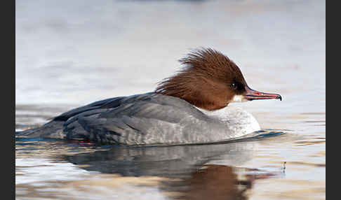 Gänsesäger (Mergus merganser)