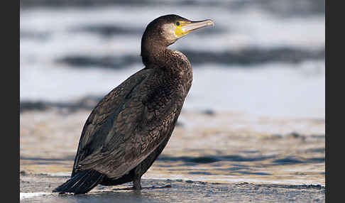 Kormoran (Phalacrocorax carbo)