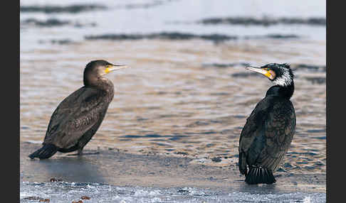 Kormoran (Phalacrocorax carbo)