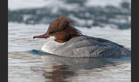 Gänsesäger (Mergus merganser)