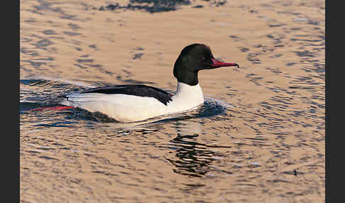 Gänsesäger (Mergus merganser)