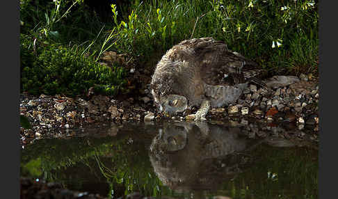 Waldkauz (Strix aluco)