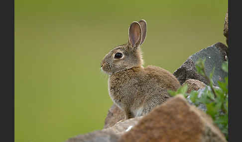 Wildkaninchen (Oryctolagus cuniculus)