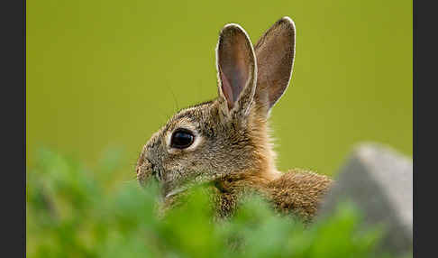 Wildkaninchen (Oryctolagus cuniculus)