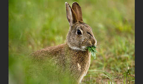 Wildkaninchen (Oryctolagus cuniculus)