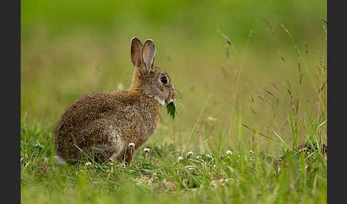 Wildkaninchen (Oryctolagus cuniculus)