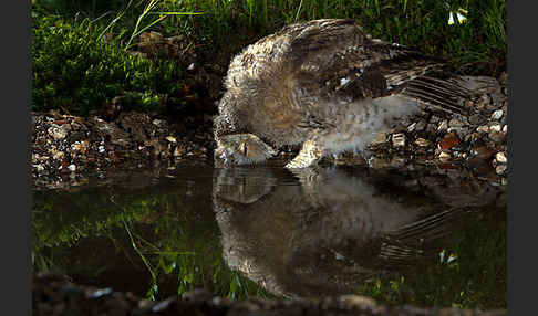 Waldkauz (Strix aluco)