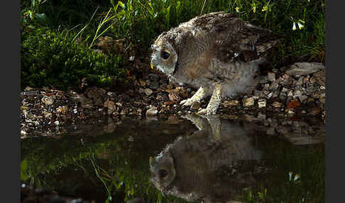 Waldkauz (Strix aluco)