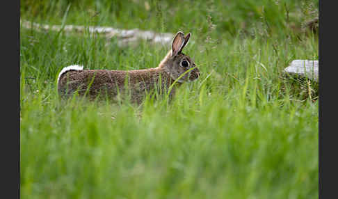 Wildkaninchen (Oryctolagus cuniculus)