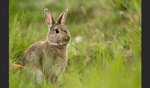 Wildkaninchen (Oryctolagus cuniculus)