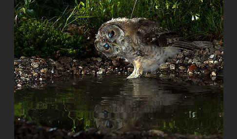 Waldkauz (Strix aluco)