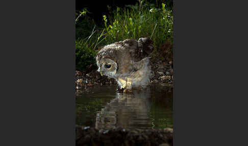 Waldkauz (Strix aluco)