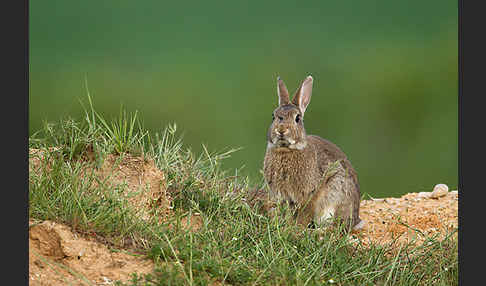 Wildkaninchen (Oryctolagus cuniculus)