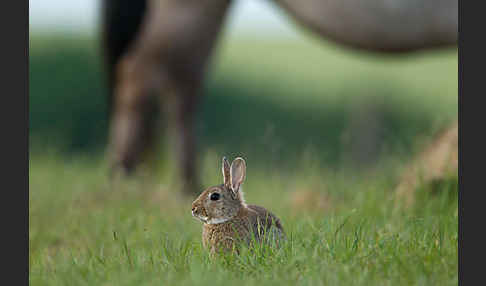 Wildkaninchen (Oryctolagus cuniculus)