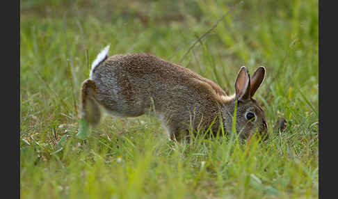 Wildkaninchen (Oryctolagus cuniculus)