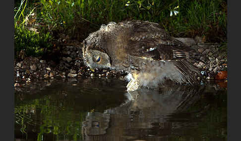 Waldkauz (Strix aluco)