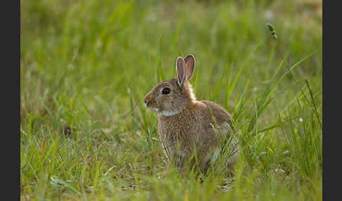 Wildkaninchen (Oryctolagus cuniculus)