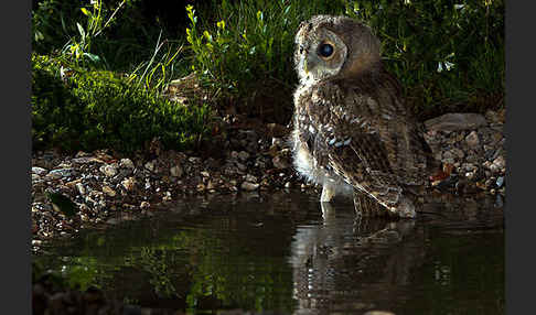 Waldkauz (Strix aluco)