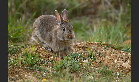 Wildkaninchen (Oryctolagus cuniculus)